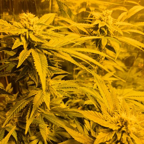 Kushi 😶‍🌫️(rest n. Teilernte/ critical kush, 9.1.24 🎁, Kümmerling) growlog timeline photo