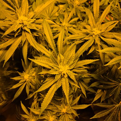 Kushi 😶‍🌫️(rest n. Teilernte/ critical kush, 9.1.24 🎁, Kümmerling) growlog timeline photo