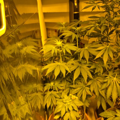 🍍Anna  #1 amnesia lemon  growlog timeline photo