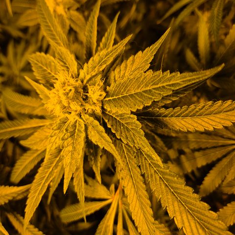 Kushi 😶‍🌫️(rest n. Teilernte/ critical kush, 9.1.24 🎁, Kümmerling) growlog timeline photo