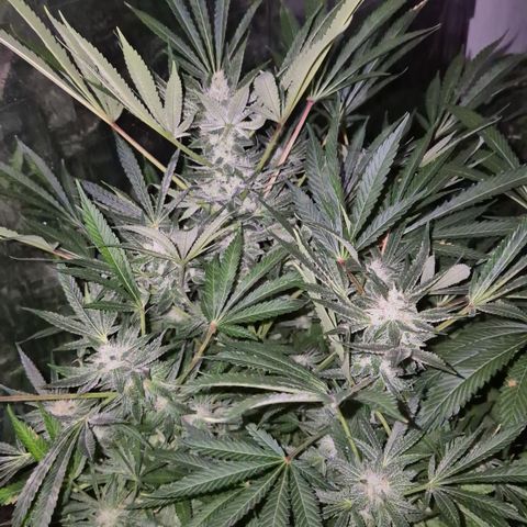 Karli - SHISKABERRY (auto) growlog timeline photo