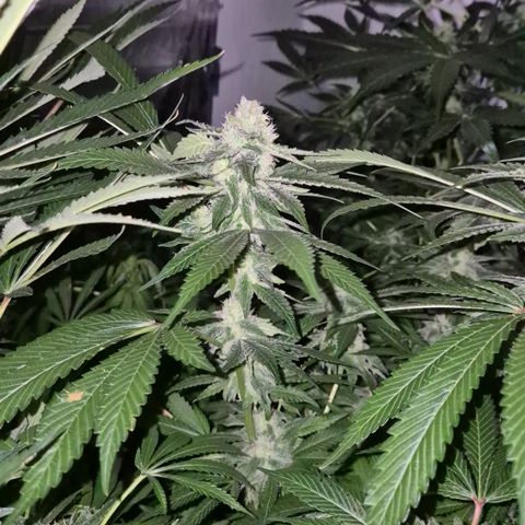 Kushi 😶‍🌫️(rest n. Teilernte/ critical kush, 9.1.24 🎁, Kümmerling) growlog timeline photo