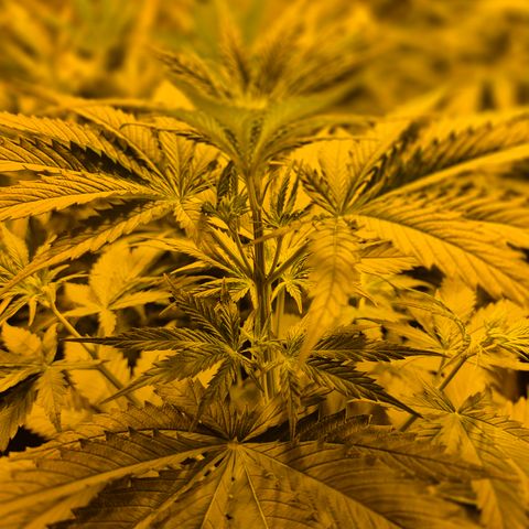 🌅Sherbi photo, blue sunset sherbert, Barneys farm  growlog timeline photo