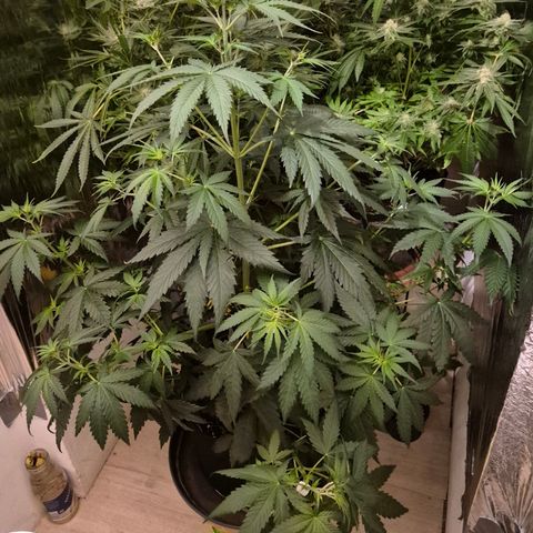 🌅Sherbi photo, blue sunset sherbert, Barneys farm  growlog timeline photo
