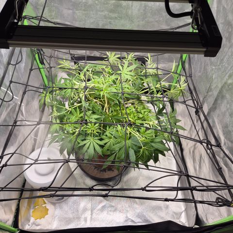 Mimosa evo Photo ♥️ Barney's Farm  growlog timeline photo