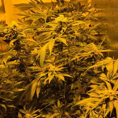 Kushi 😶‍🌫️(rest n. Teilernte/ critical kush, 9.1.24 🎁, Kümmerling) growlog timeline photo