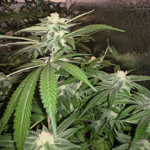 Kushi 😶‍🌫️(rest n. Teilernte/ critical kush, 9.1.24 🎁, Kümmerling) growlog timeline photo