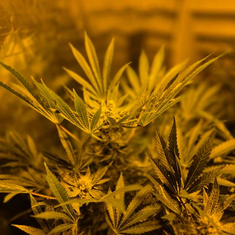 Karli - SHISKABERRY (auto) growlog timeline photo