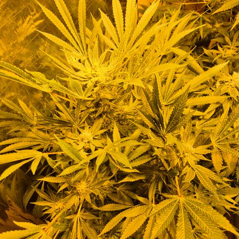 Karli - SHISKABERRY (auto) growlog timeline photo