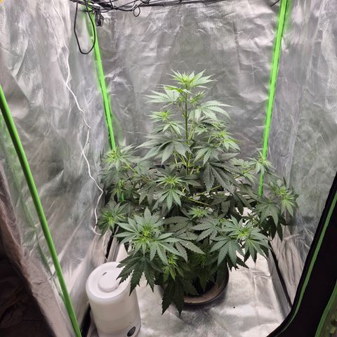 🌅Sherbi photo, blue sunset sherbert, Barneys farm  growlog photo: Zieht um, die 👑 ist zu hoch, ich hab da eine bessere stehen, ersetzt wird der Platz durch eine mimosa evo, morgens kommt die neue Lampe an. ( tsw2000 marshydro)