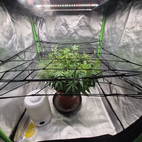 Mimosa evo Photo ♥️ Barney's Farm  growlog timeline photo