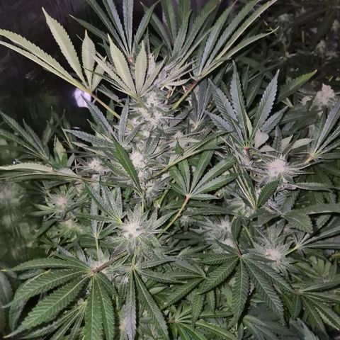 Karli - SHISKABERRY (auto) growlog timeline photo