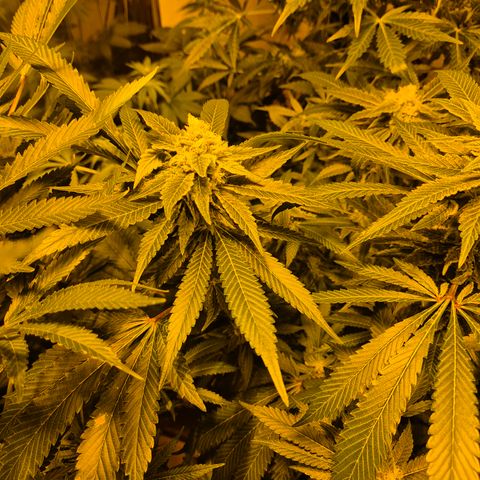 Kushi 😶‍🌫️(rest n. Teilernte/ critical kush, 9.1.24 🎁, Kümmerling) growlog timeline photo