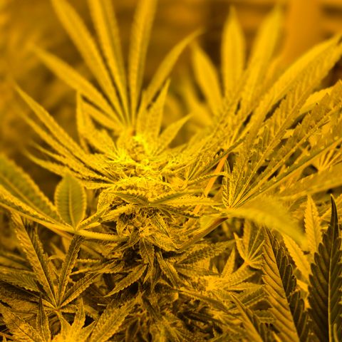 Karli - SHISKABERRY (auto) growlog timeline photo