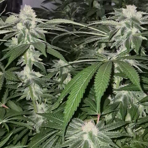 Kushi 😶‍🌫️(rest n. Teilernte/ critical kush, 9.1.24 🎁, Kümmerling) growlog timeline photo