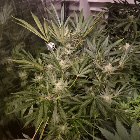 Karli - SHISKABERRY (auto) growlog timeline photo