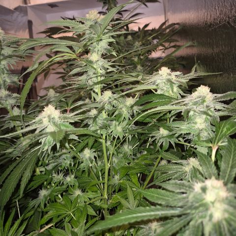 Kushi 😶‍🌫️(rest n. Teilernte/ critical kush, 9.1.24 🎁, Kümmerling) growlog timeline photo