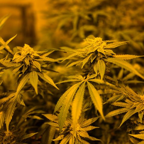 Kushi 😶‍🌫️(rest n. Teilernte/ critical kush, 9.1.24 🎁, Kümmerling) growlog timeline photo