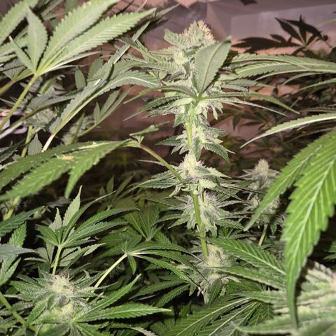Kushi 😶‍🌫️(rest n. Teilernte/ critical kush, 9.1.24 🎁, Kümmerling) growlog timeline photo