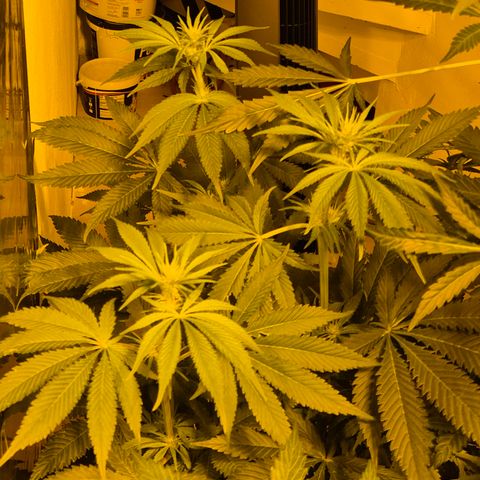 🍍Anna  #1 amnesia lemon  growlog timeline photo