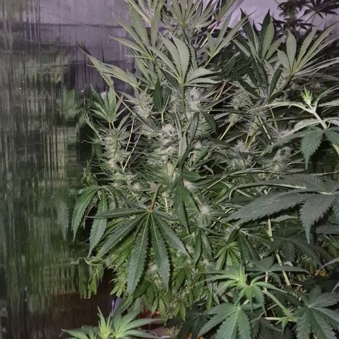 Karli - SHISKABERRY (auto) growlog timeline photo