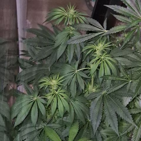 🍍Anna  #1 amnesia lemon  growlog timeline photo