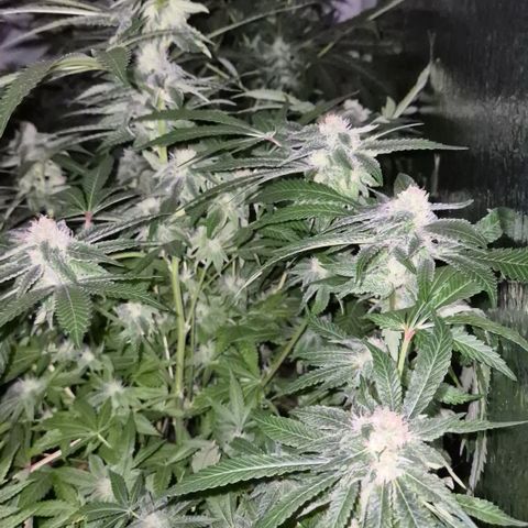 Kushi 😶‍🌫️(rest n. Teilernte/ critical kush, 9.1.24 🎁, Kümmerling) growlog timeline photo