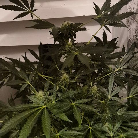 Runtzi Auto ♥️ Barney's Farm  growlog timeline photo