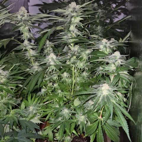 Kushi 😶‍🌫️(rest n. Teilernte/ critical kush, 9.1.24 🎁, Kümmerling) growlog timeline photo