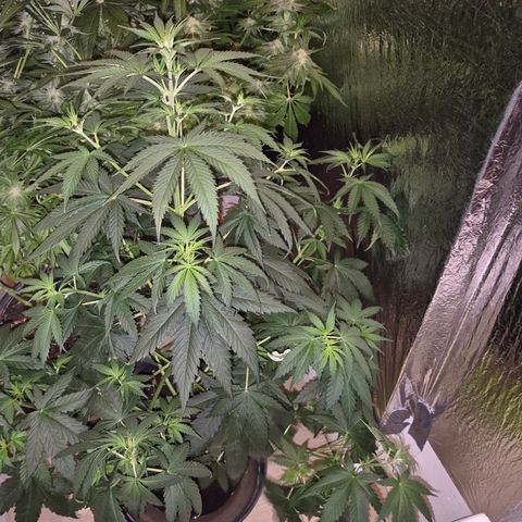 🌅Sherbi photo, blue sunset sherbert, Barneys farm  growlog timeline photo