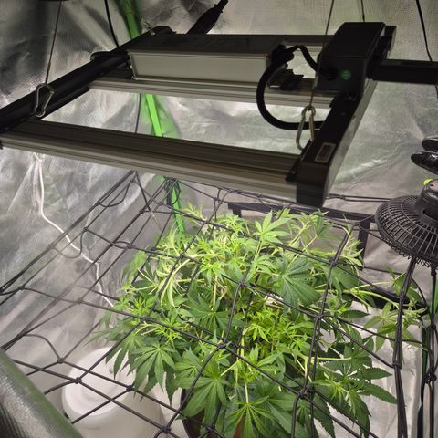 Mimosa evo Photo ♥️ Barney's Farm  growlog timeline photo