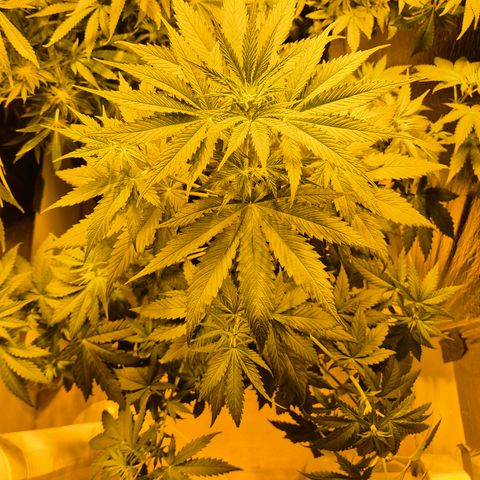 🌅Sherbi photo, blue sunset sherbert, Barneys farm  growlog timeline photo