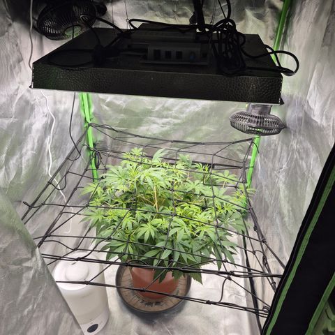 Mimosa evo Photo ♥️ Barney's Farm  growlog timeline photo