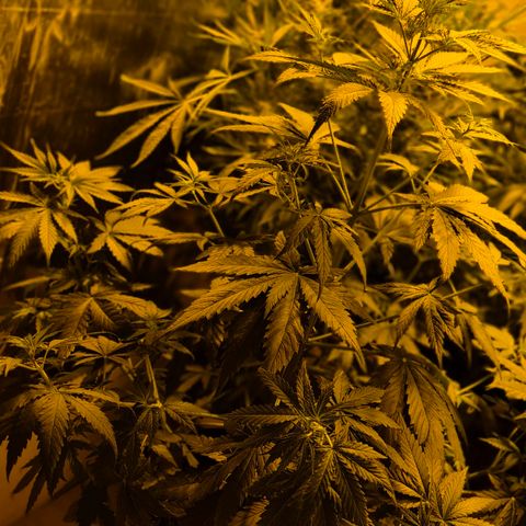 🌅Sherbi photo, blue sunset sherbert, Barneys farm  growlog timeline photo