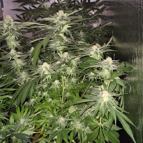 Kushi 😶‍🌫️(rest n. Teilernte/ critical kush, 9.1.24 🎁, Kümmerling) growlog timeline photo