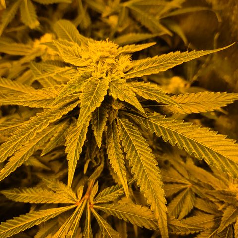 Kushi 😶‍🌫️(rest n. Teilernte/ critical kush, 9.1.24 🎁, Kümmerling) growlog timeline photo