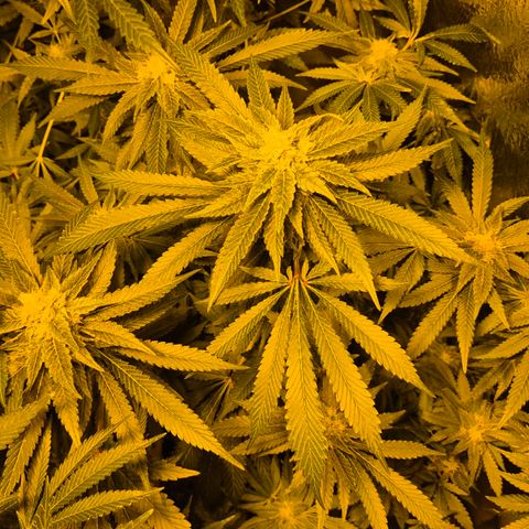 Kushi 😶‍🌫️(rest n. Teilernte/ critical kush, 9.1.24 🎁, Kümmerling) growlog timeline photo