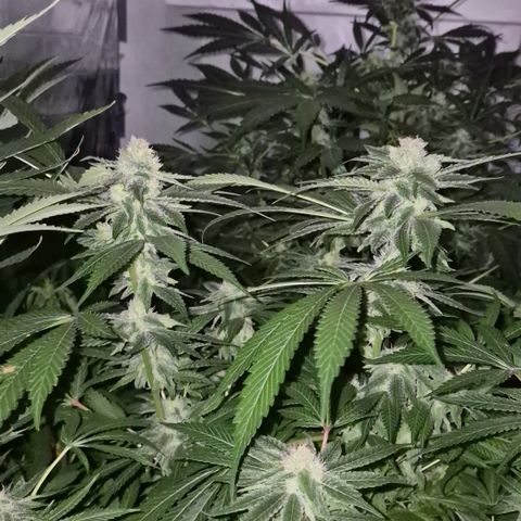 Kushi 😶‍🌫️(rest n. Teilernte/ critical kush, 9.1.24 🎁, Kümmerling) growlog timeline photo