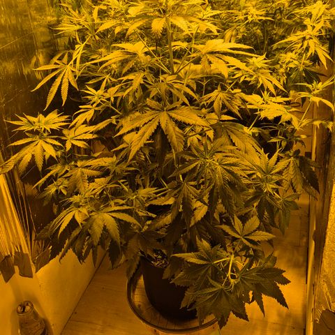 🌅Sherbi photo, blue sunset sherbert, Barneys farm  growlog timeline photo