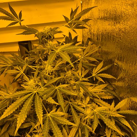 Runtzi Auto ♥️ Barney's Farm  growlog timeline photo