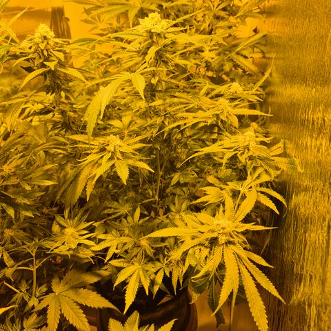 Kushi 😶‍🌫️(rest n. Teilernte/ critical kush, 9.1.24 🎁, Kümmerling) growlog timeline photo