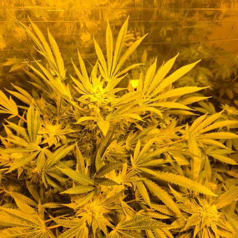 Karli - SHISKABERRY (auto) growlog timeline photo