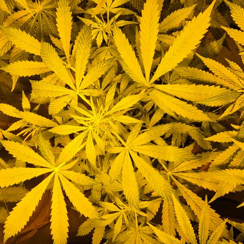 🌈 Zkittles auto🌈 growlog timeline photo
