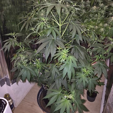 🌅Sherbi photo, blue sunset sherbert, Barneys farm  growlog timeline photo