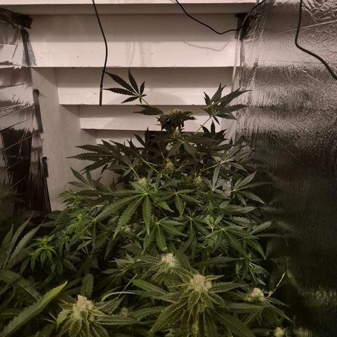 Runtzi Auto ♥️ Barney's Farm  growlog timeline photo