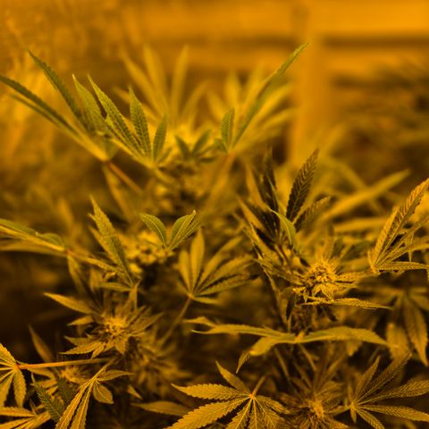 Karli - SHISKABERRY (auto) growlog timeline photo