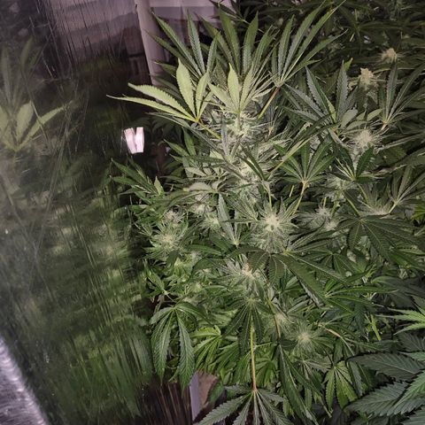 Karli - SHISKABERRY (auto) growlog timeline photo