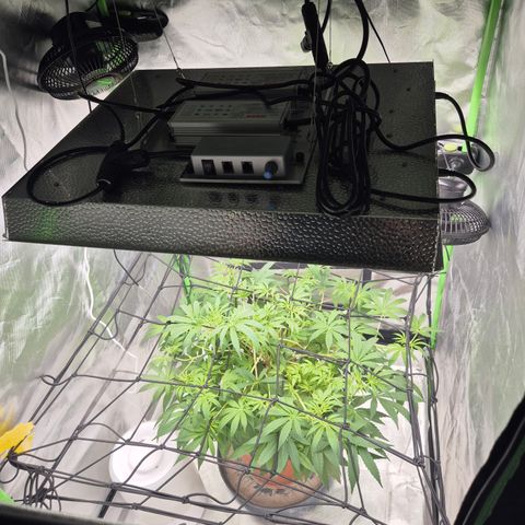 Mimosa evo Photo ♥️ Barney's Farm  growlog timeline photo