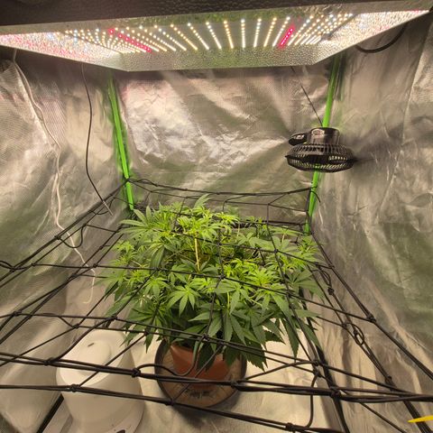 Mimosa evo Photo ♥️ Barney's Farm  growlog timeline photo