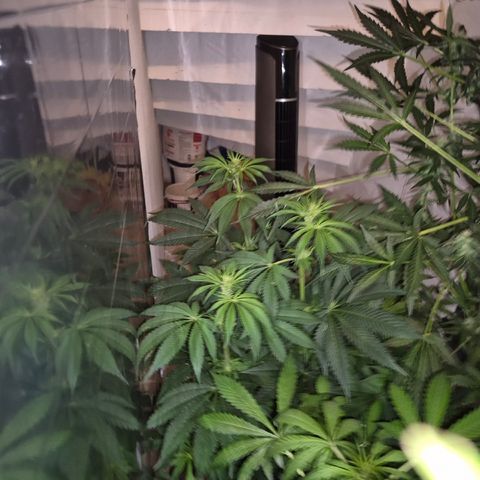 🍍Anna  #1 amnesia lemon  growlog timeline photo